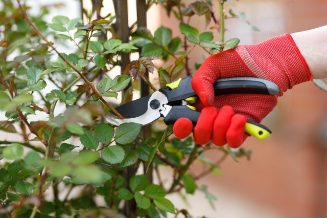 Budget-Friendly Compact Tools That Are Perfect for Small Yards